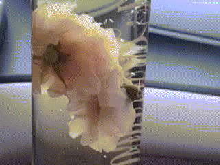 image.gif