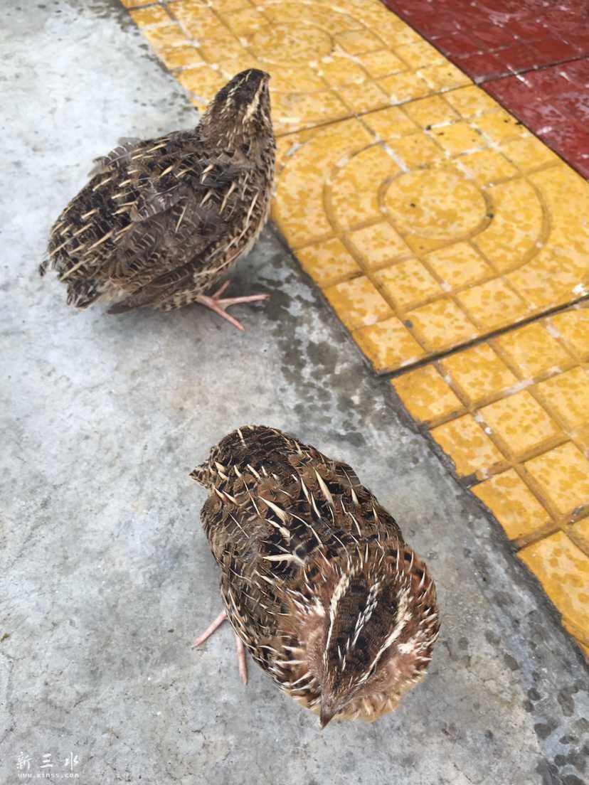 生猛鹌鹑