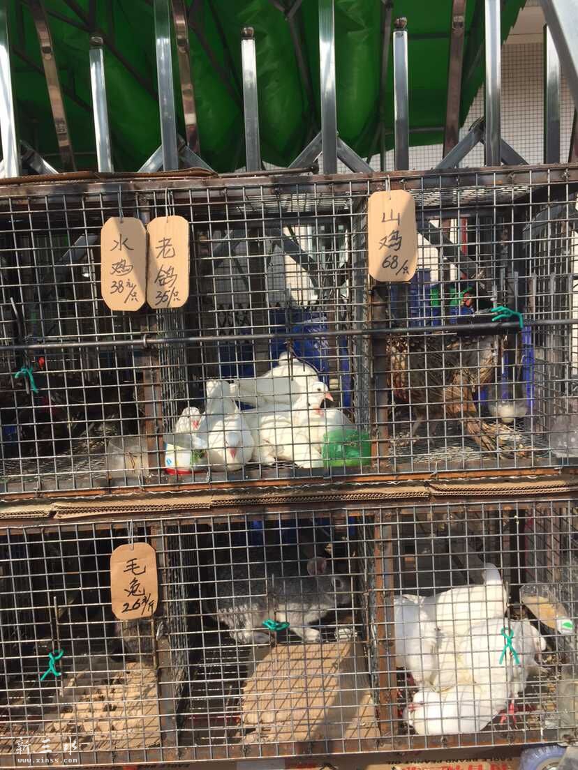 毛兔