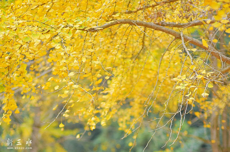 鍗楅泟娓