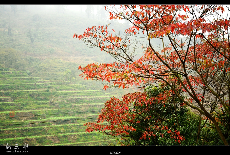 DSC_2710_副本_副本.jpg