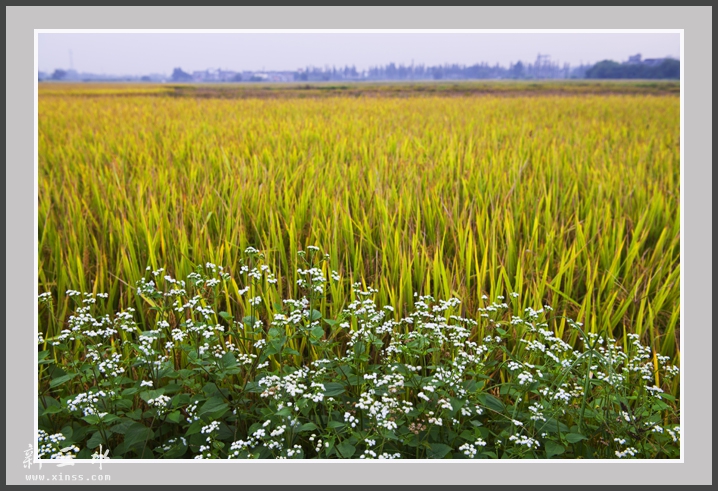 绋荤敯杈圭殑閲庤姳00.jpg