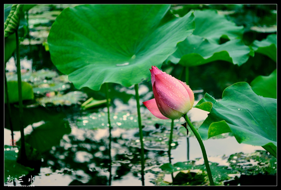 DSC_0827_副本._副本.jpg