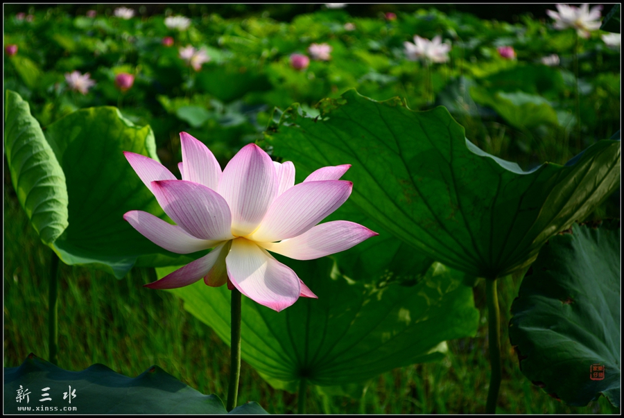 DSC_1208_副本_副本.jpg