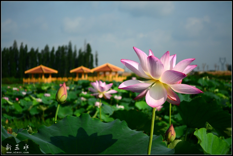 DSC_1207_副本._副本.jpg