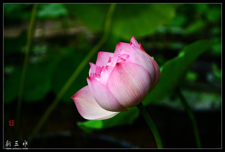 DSC_1347_副本_副本.jpg