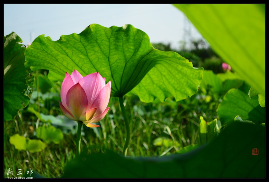 DSC_1209_副本_副本.jpg