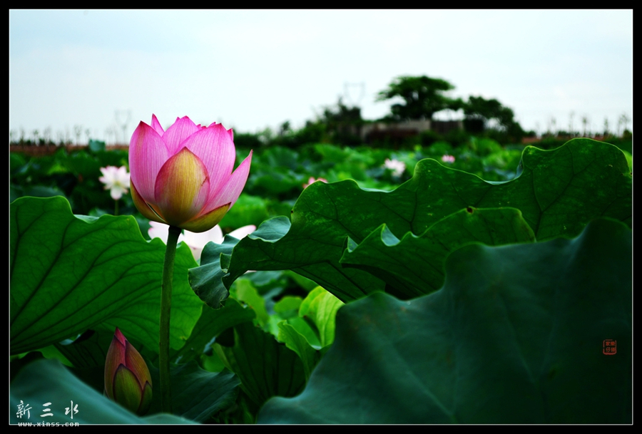 DSC_1479_副本_副本.jpg