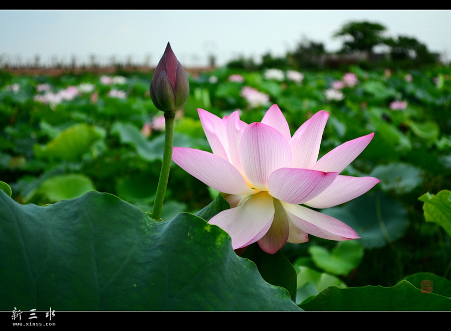 DSC_1483_副本_副本.jpg