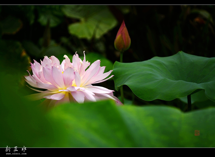 DSC_1669_副本_副本.jpg
