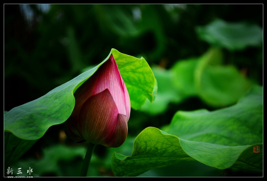 DSC_1581_副本_副本.jpg