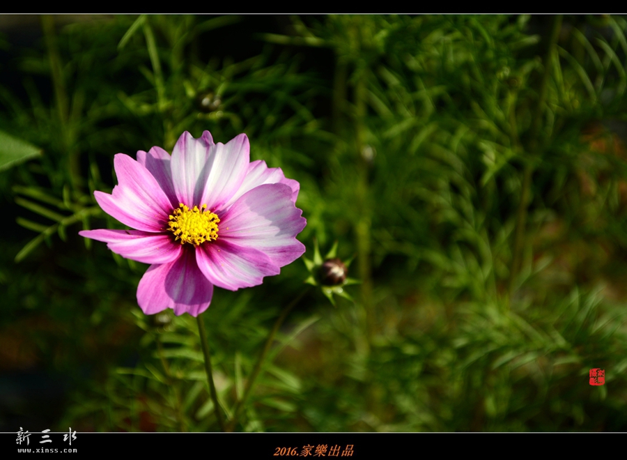 DSC_3247_副本_副本.jpg
