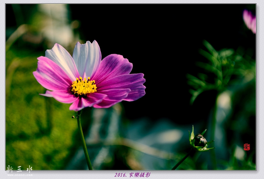 DSC_3248_副本_副本.jpg