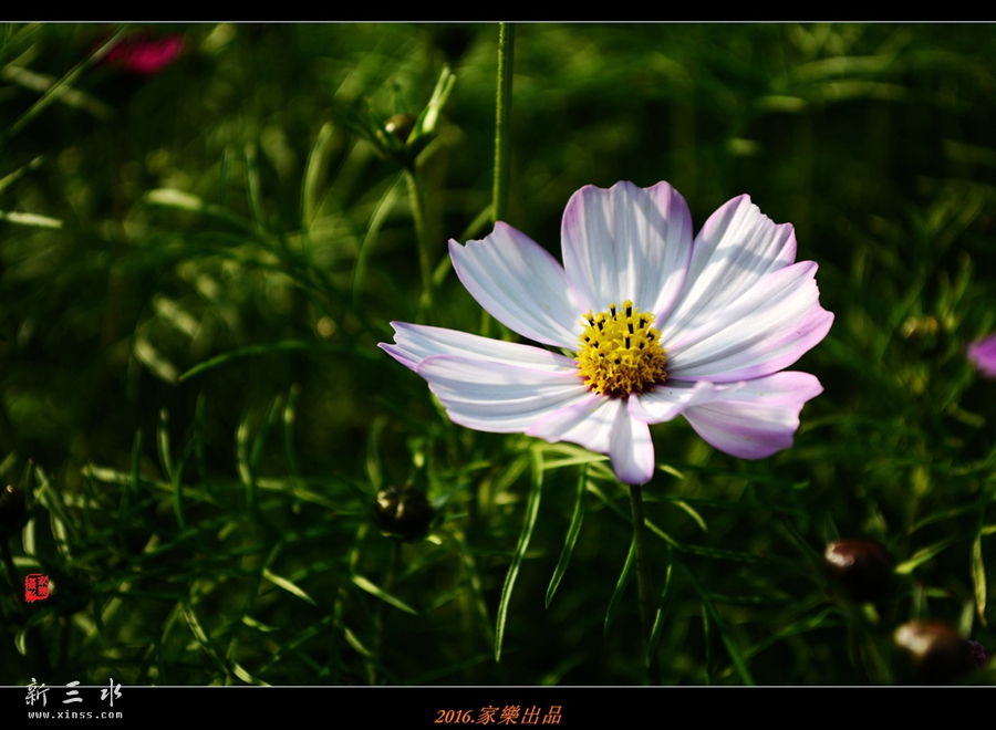 DSC_3250_副本_副本.jpg