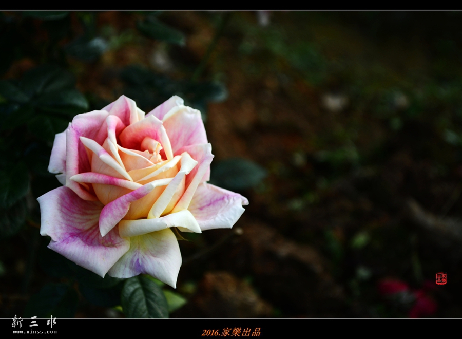 DSC_3258_副本_副本.jpg