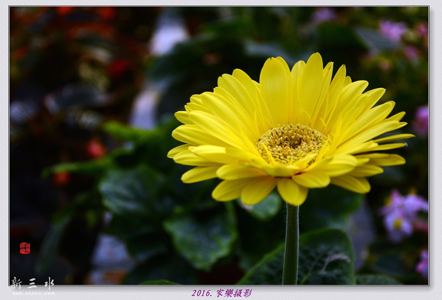DSC_3241_副本_副本.jpg