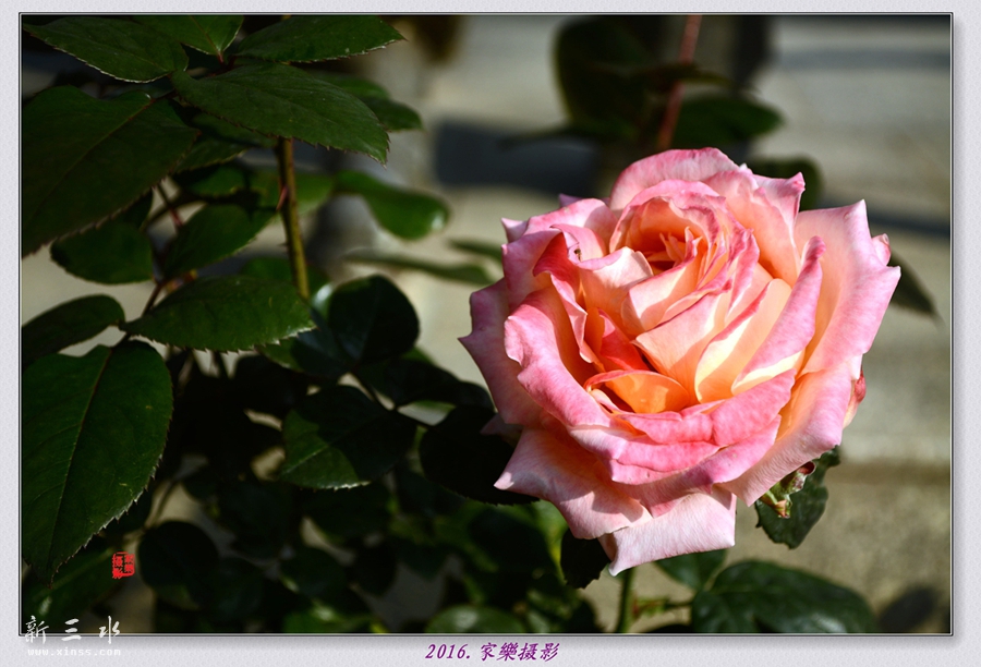 DSC_3257_副本_副本_副本.jpg