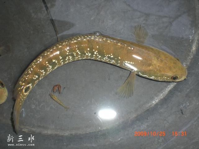 作为宠物，养了好久，呵呵