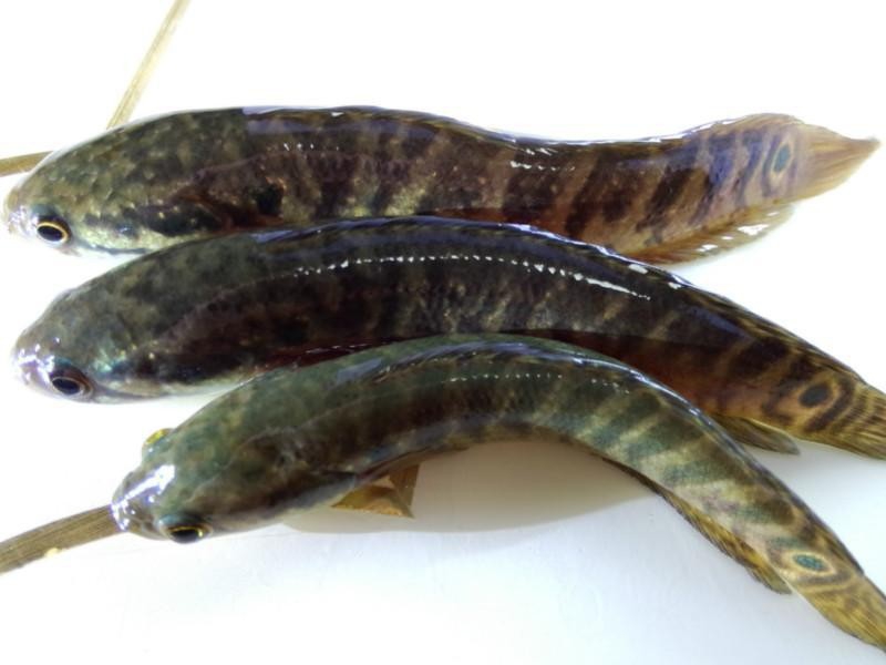 小鱼三条