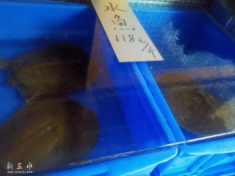 野生本地水鱼不用多说,来一个粥水卧底，正！！！