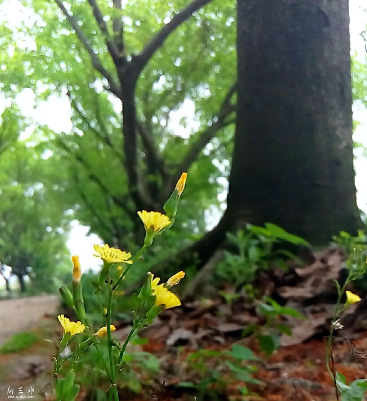 春天里2.jpg