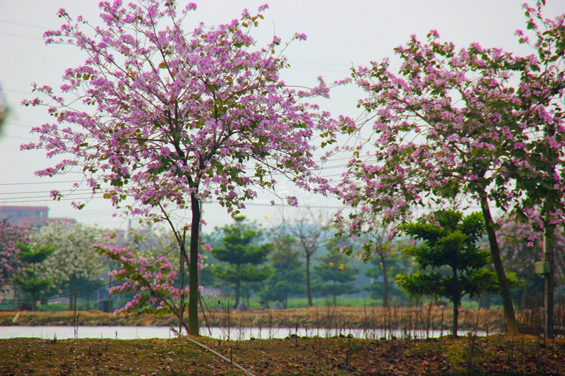 宫粉羊蹄甲又名宫粉紫荆花 - 图说三水 - 新三水网站