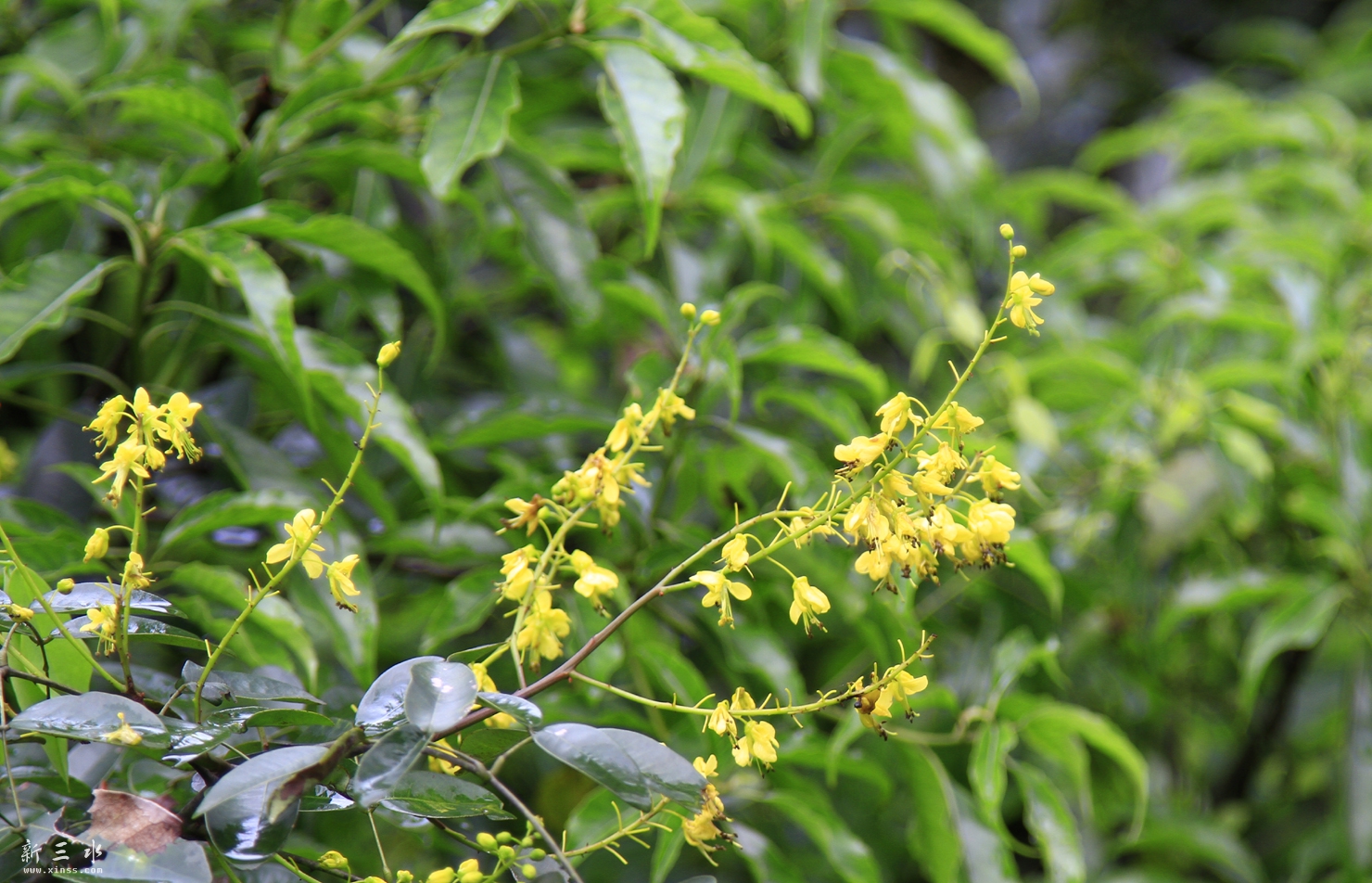 _MG_6125.JPG