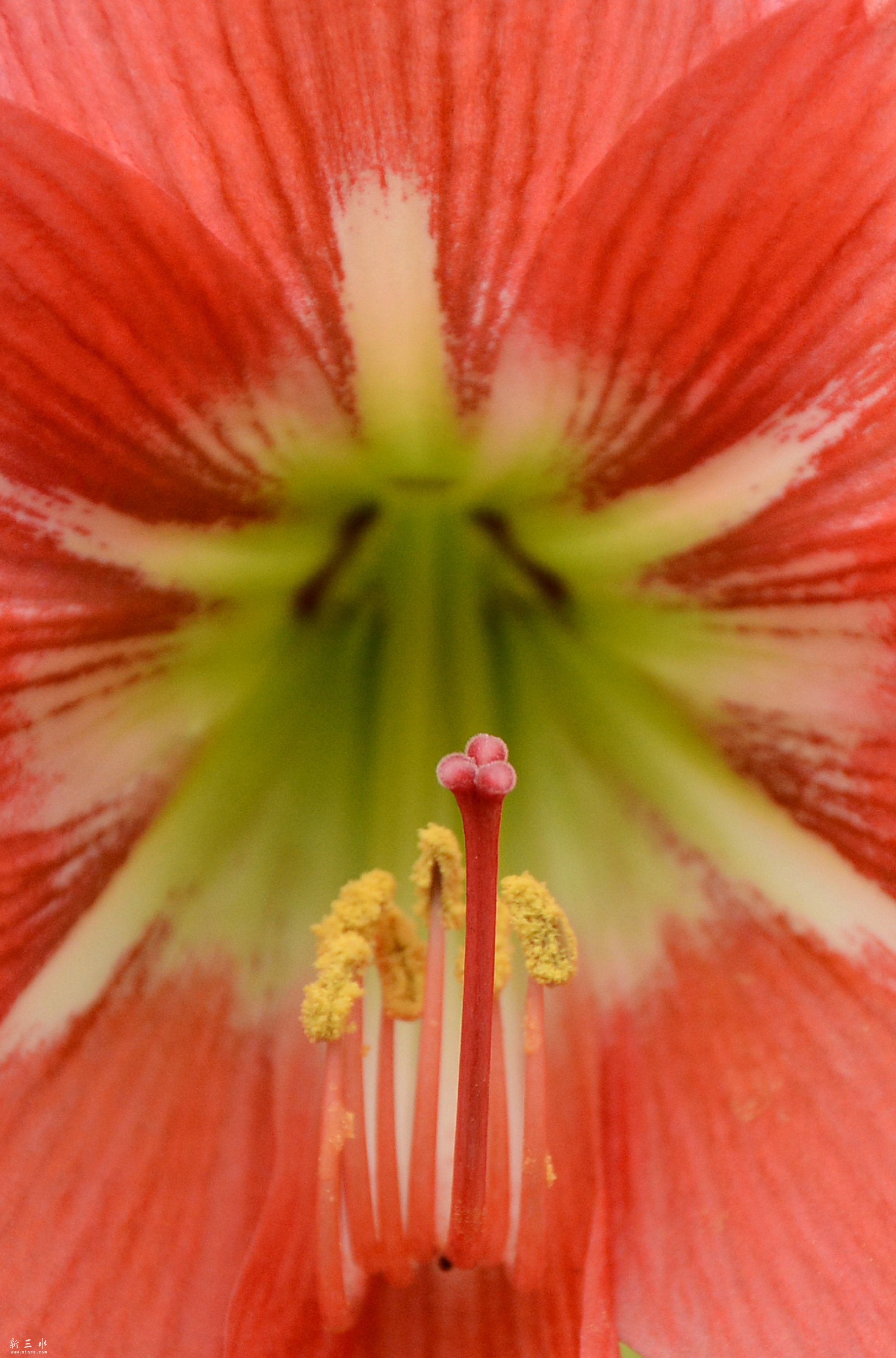 花心