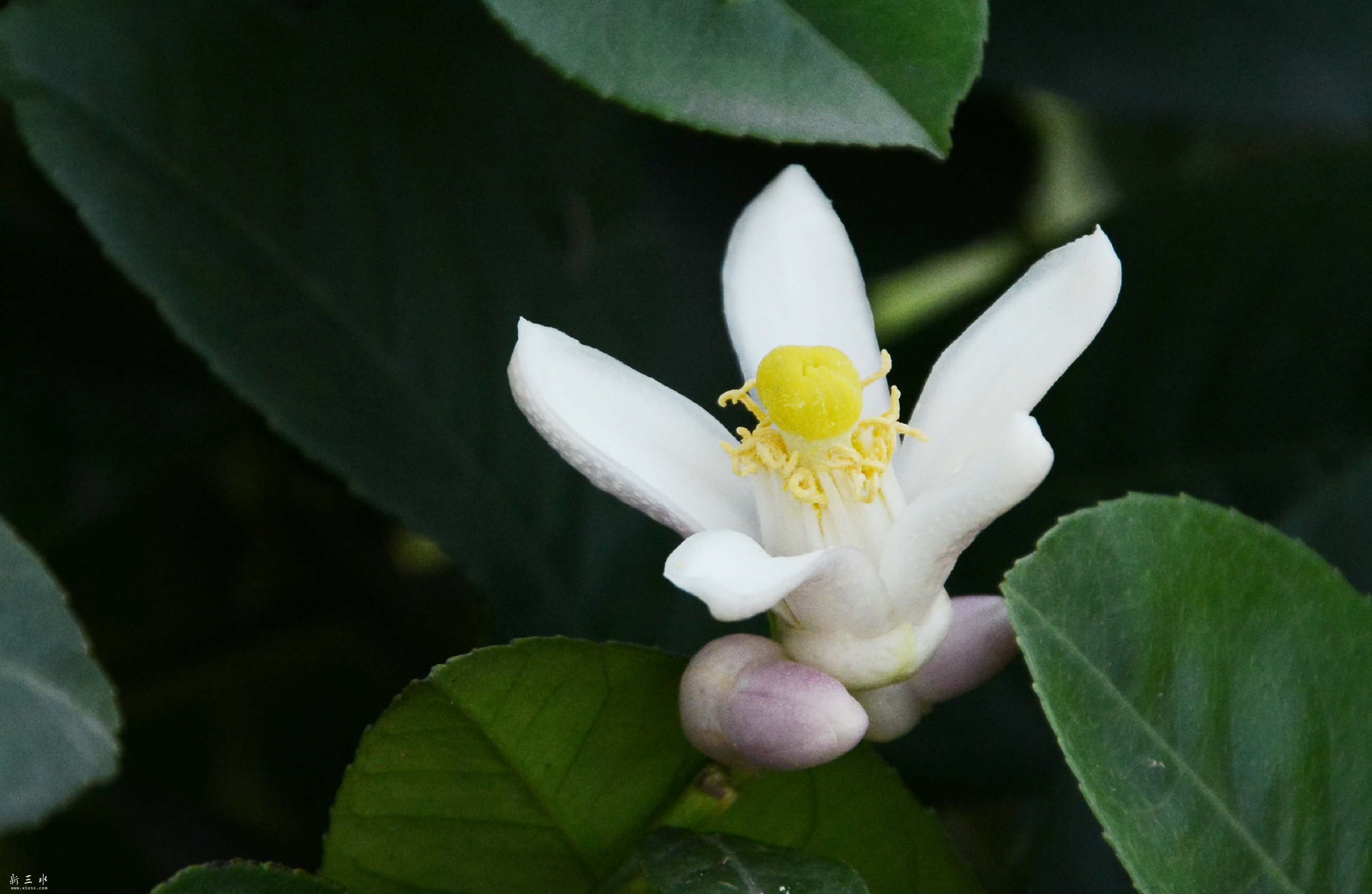 柠檬花