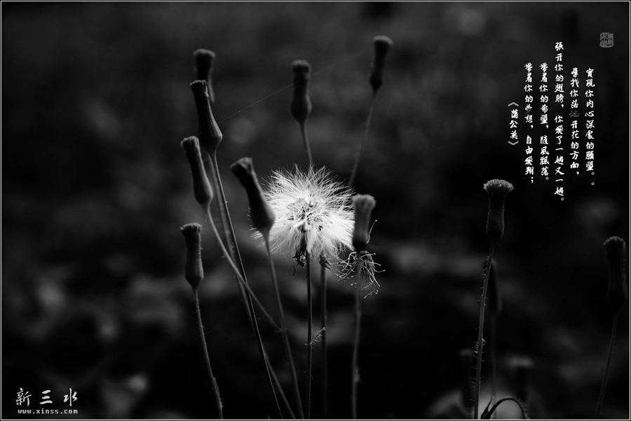 DSC_4616_副本_副本_副本.jpg