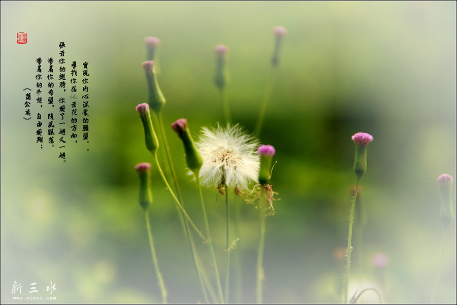 DSC_4617_副本_副本.jpg