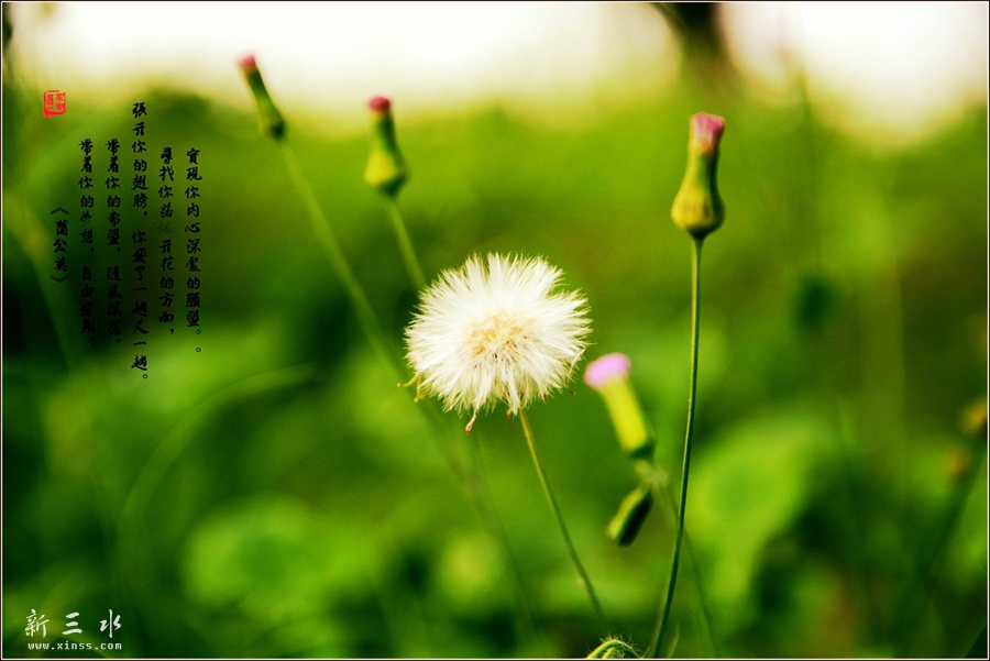 DSC_4620_副本_副本_副本.jpg