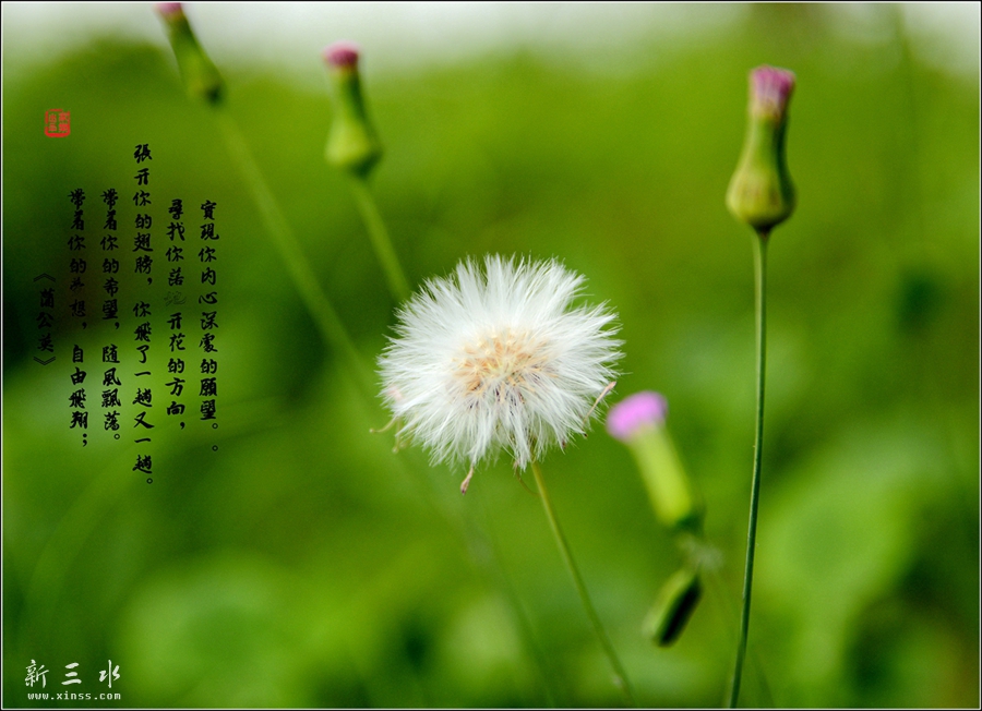 DSC_4621_副本_副本.jpg