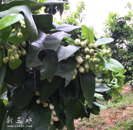 清明，满树柚子花开，满园柚子花香！