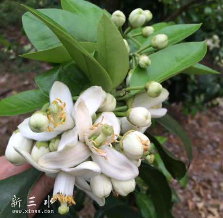 清明，满树柚子花开，满园柚子花香！