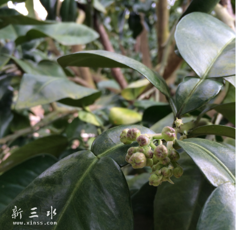春节，柚子树开始有一些花蕊了！