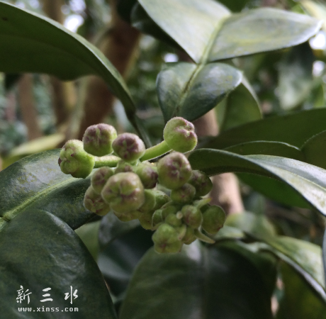 春节，柚子树开始有一些花蕊了！