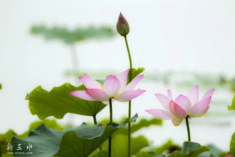 2345_image_file_copy_1.jpg