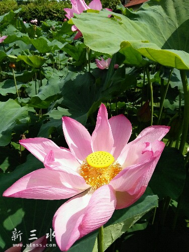 IMG20160702095857.jpg