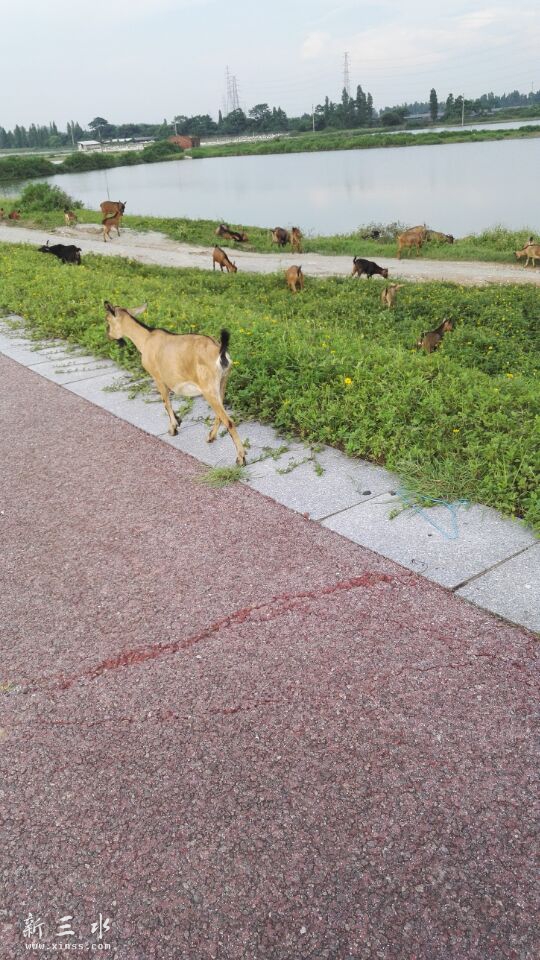 ϲ����������