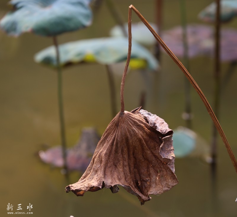 IMG_0784_鐪嬪浘鐜