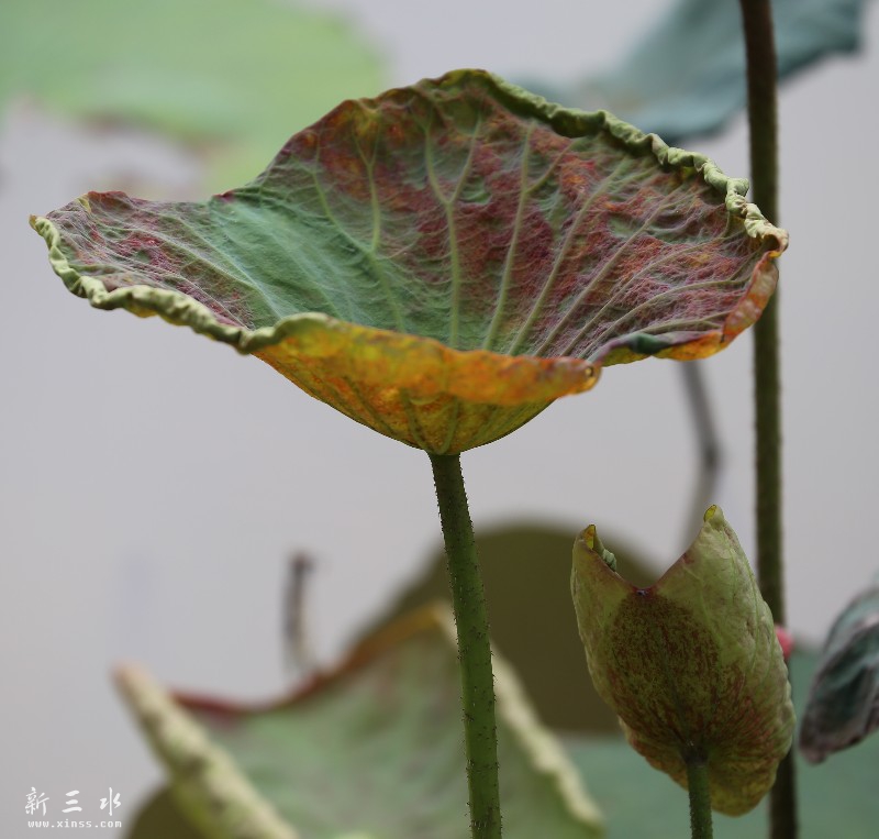 IMG_0860_鐪嬪浘鐜