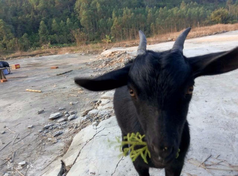 С������һֻ����׷������Ҫ����