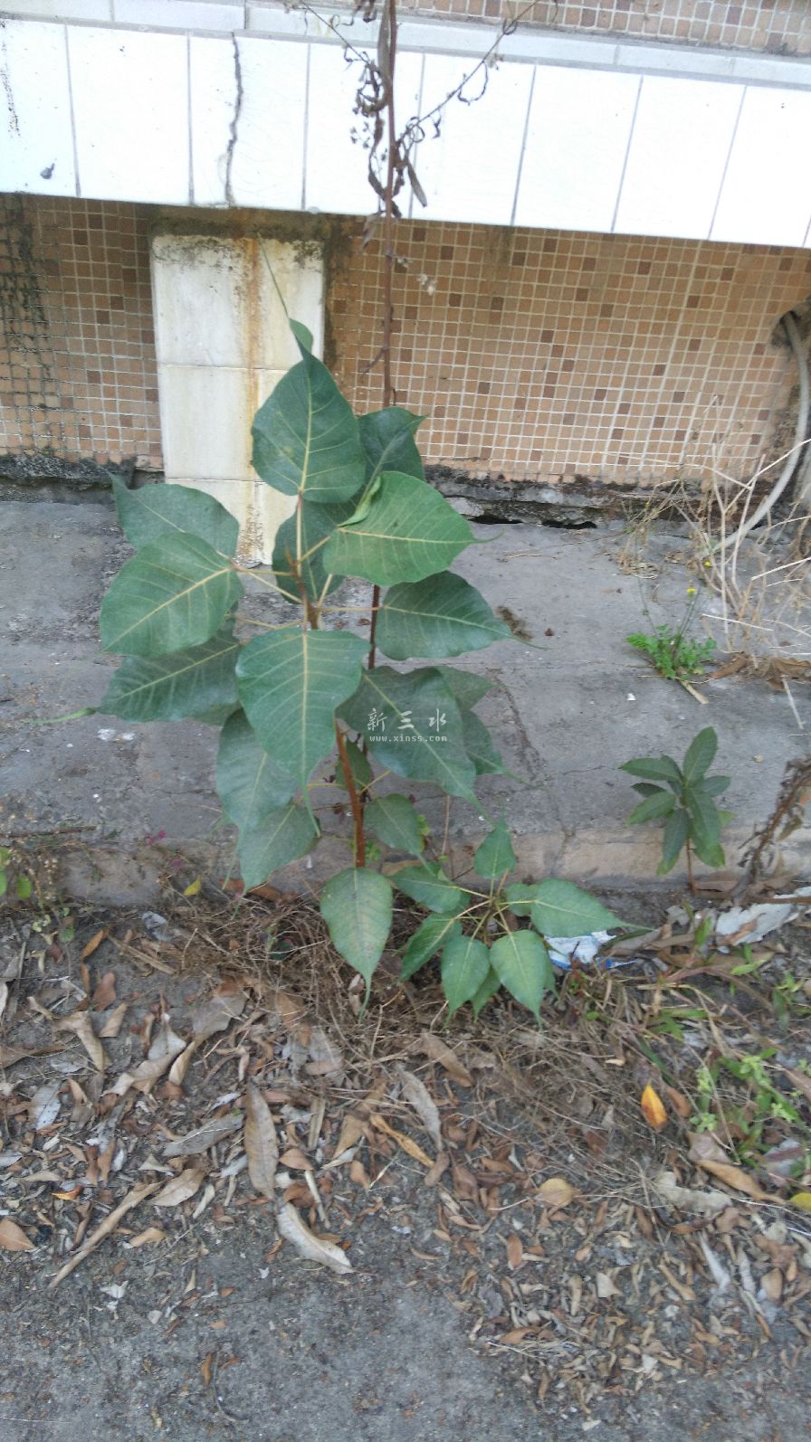 饭堂前洗碗槽旁一对菩提树