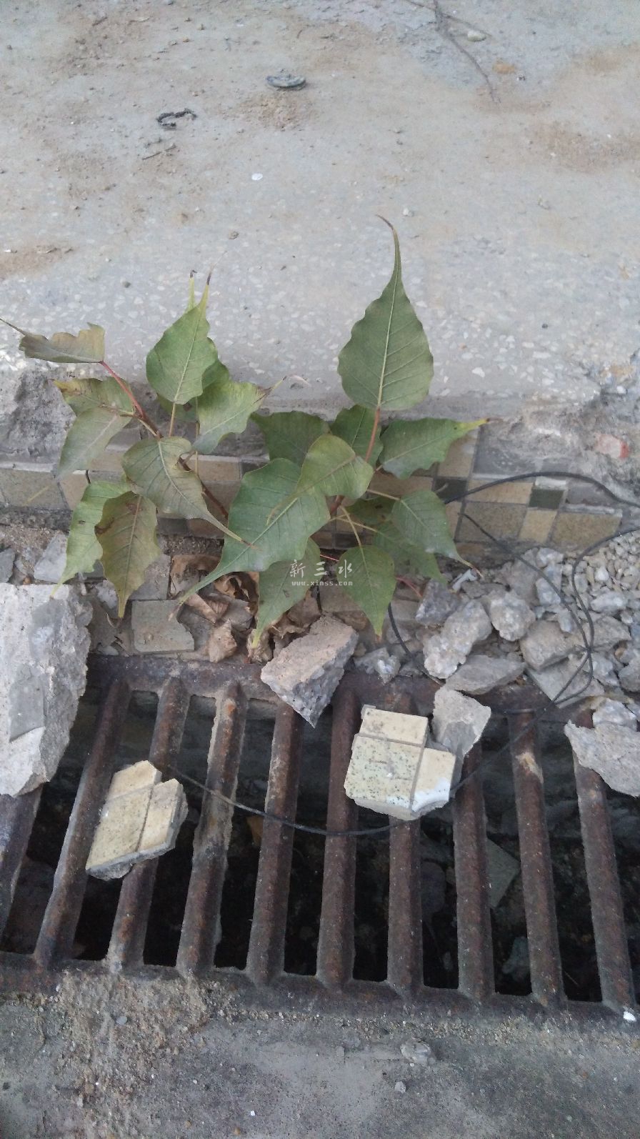 教学楼水池旁一对菩提树