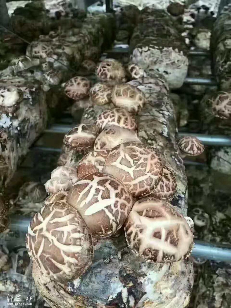 每一桐代料上面密密麻麻的全部是又大又靓的香菇