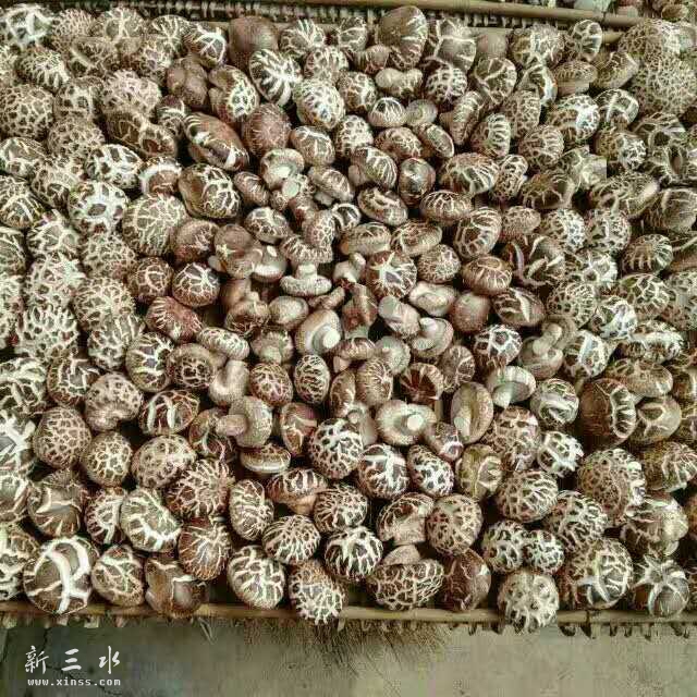 剪脚之后，准备太阳暴晒。