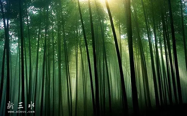 �񺣹���ɭ�ֹ�԰