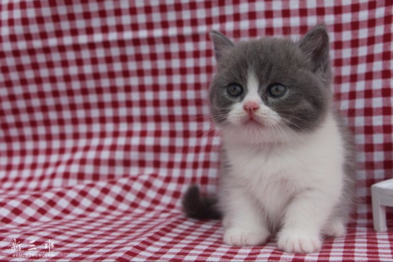 出售家养苏格兰折耳猫宝宝,曼基康矮脚猫,小短腿