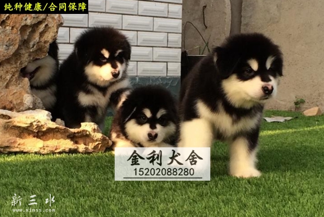 ����˹�� (2).jpg